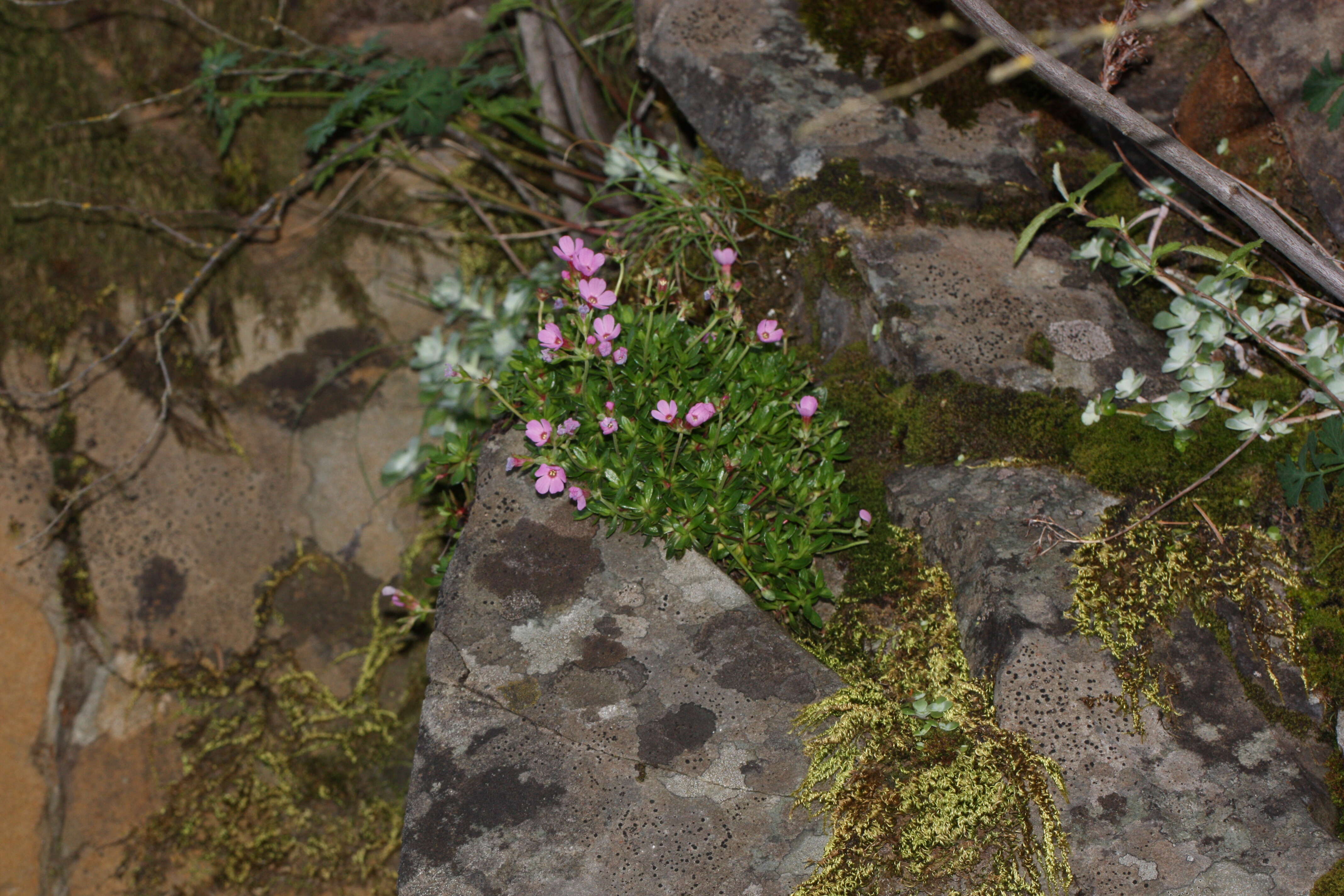 Image of cliff dwarf-primrose