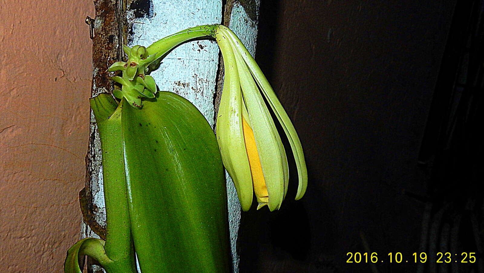 Image of West Indian vanilla