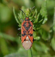 Image of Spilostethus pandurus Scopoli 1763