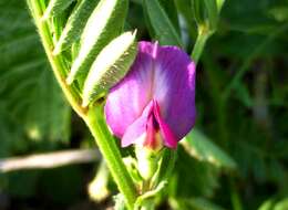 Image of Common Vetch