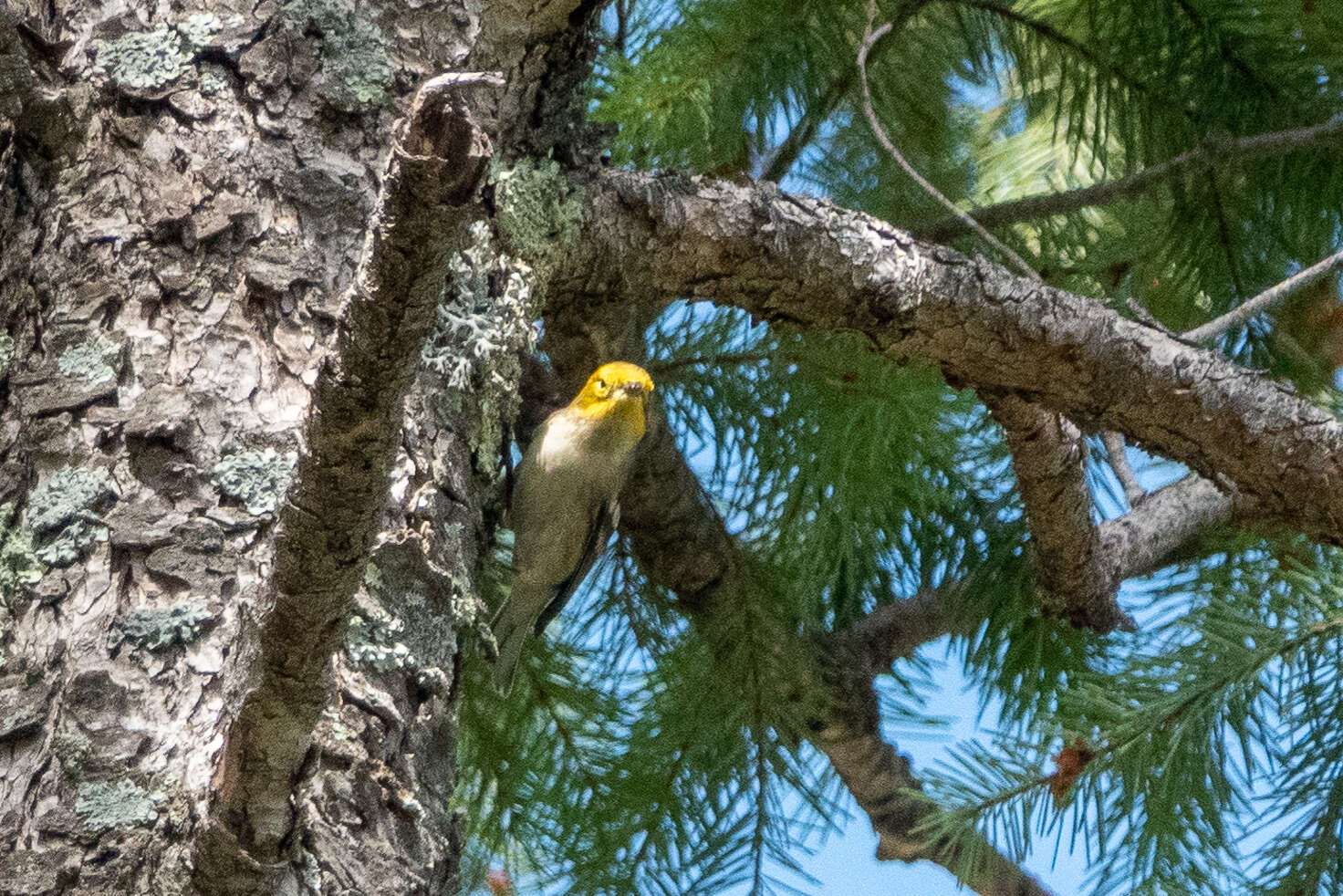 Image of Hermit Warbler