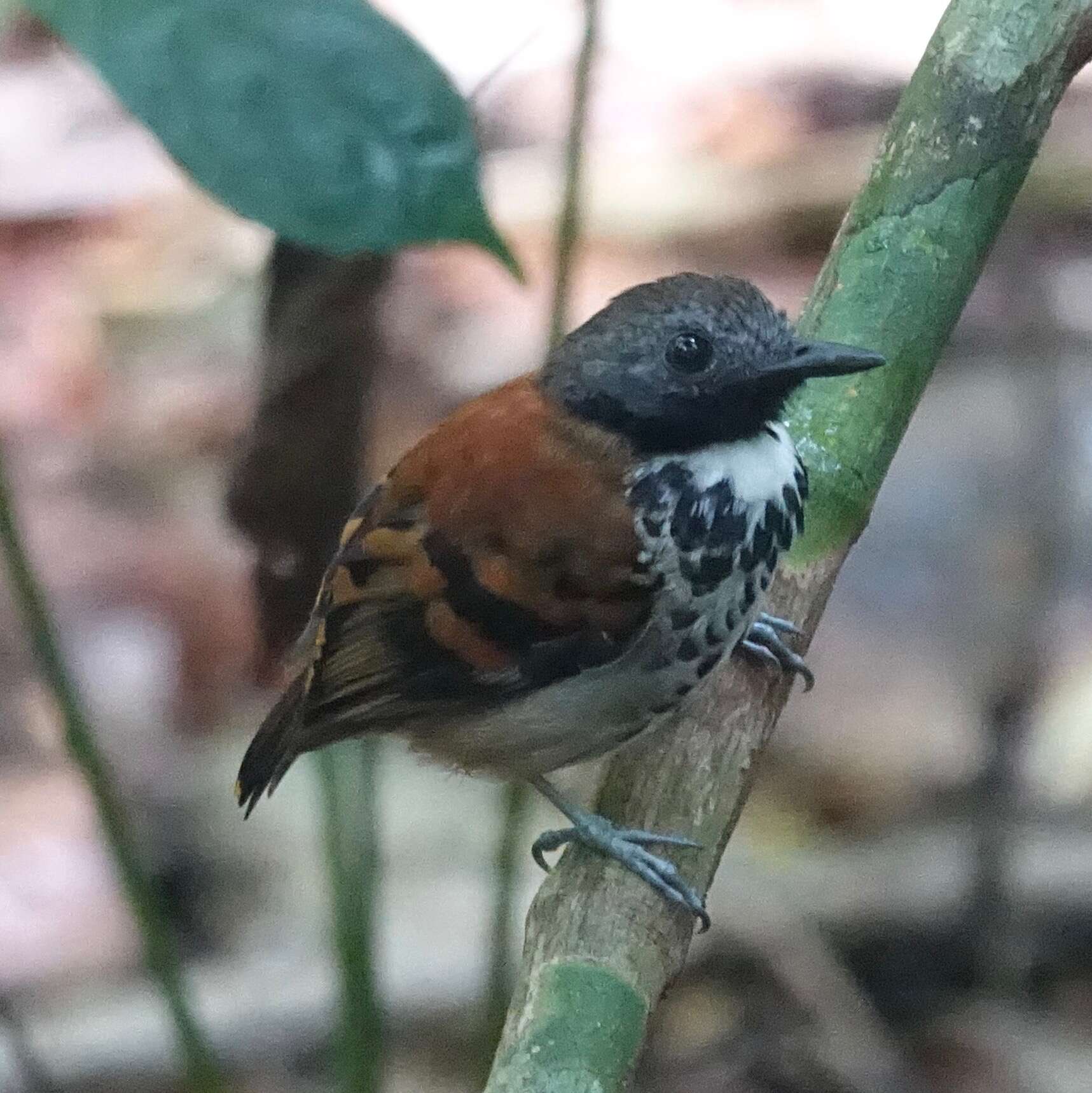 Image of Spotted Antbird