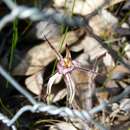 Image of Kalbarri spider orchid