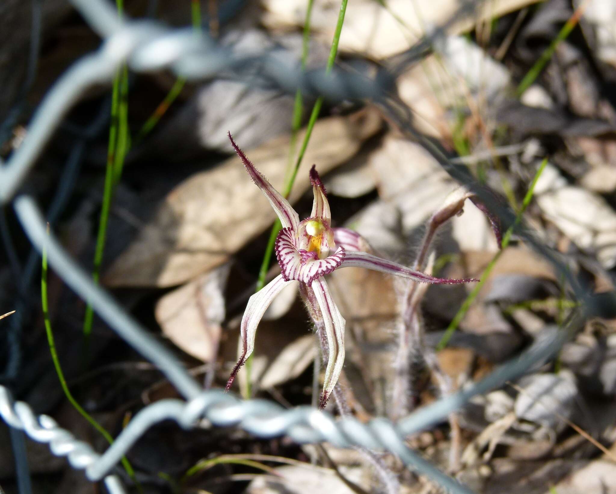 Image of Kalbarri spider orchid