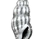 Image of Pilsbryspira albiguttata (Pilsbry 1904)