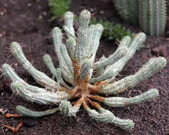 Слика од Euphorbia mammillaris L.