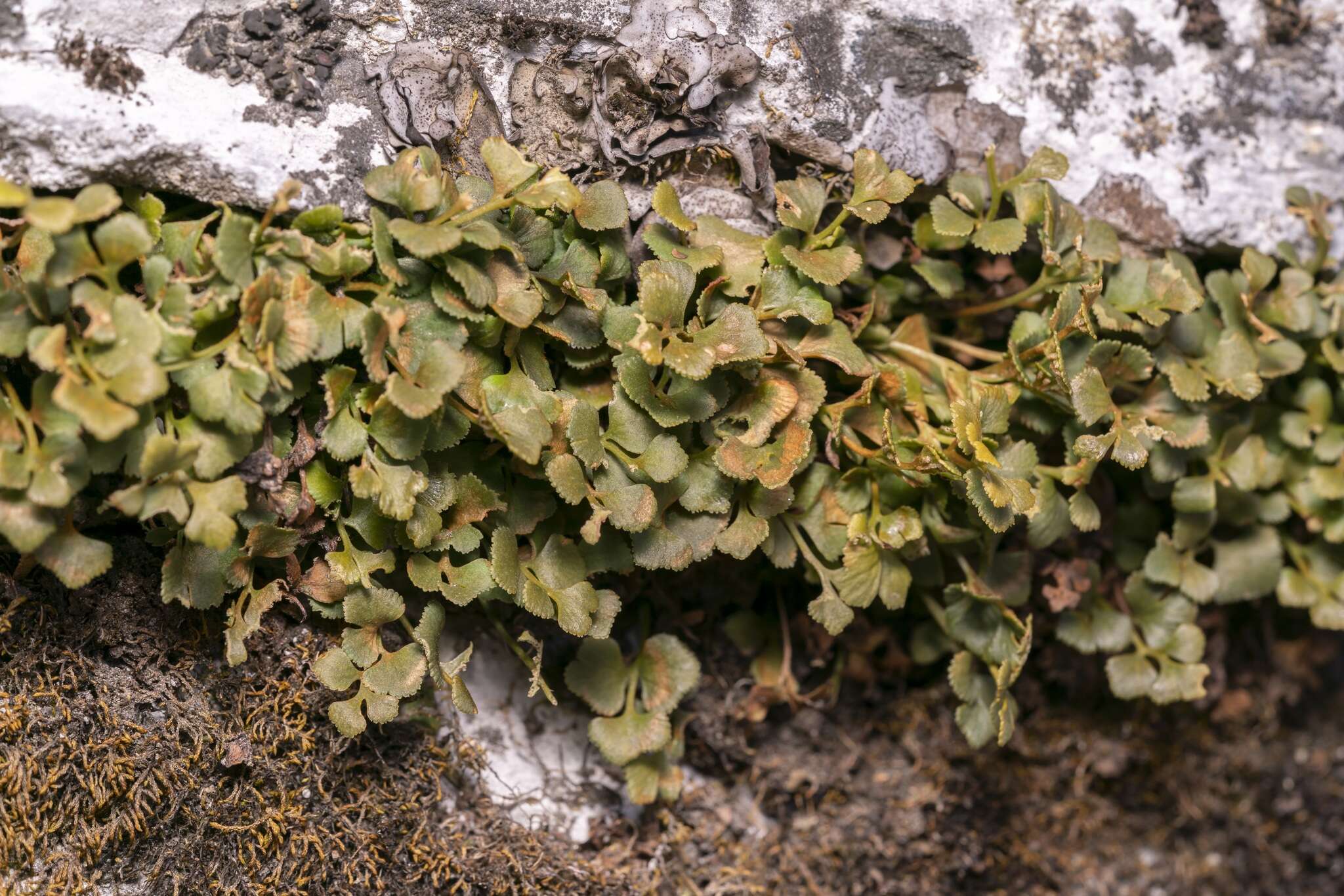 Image of Wall-rue