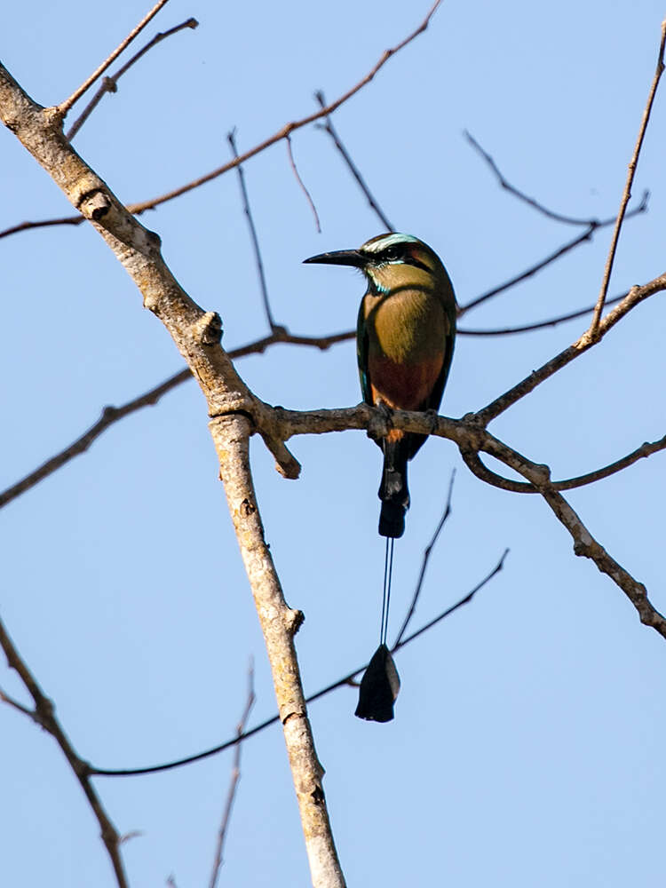 Image de Motmot de Lesson