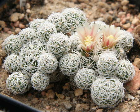 Image of Mammillaria vetula Mart.