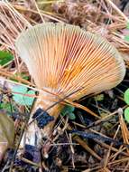 Image of Red Pine Mushroom