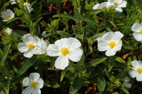 Image de Cistus sintenisii Litard.