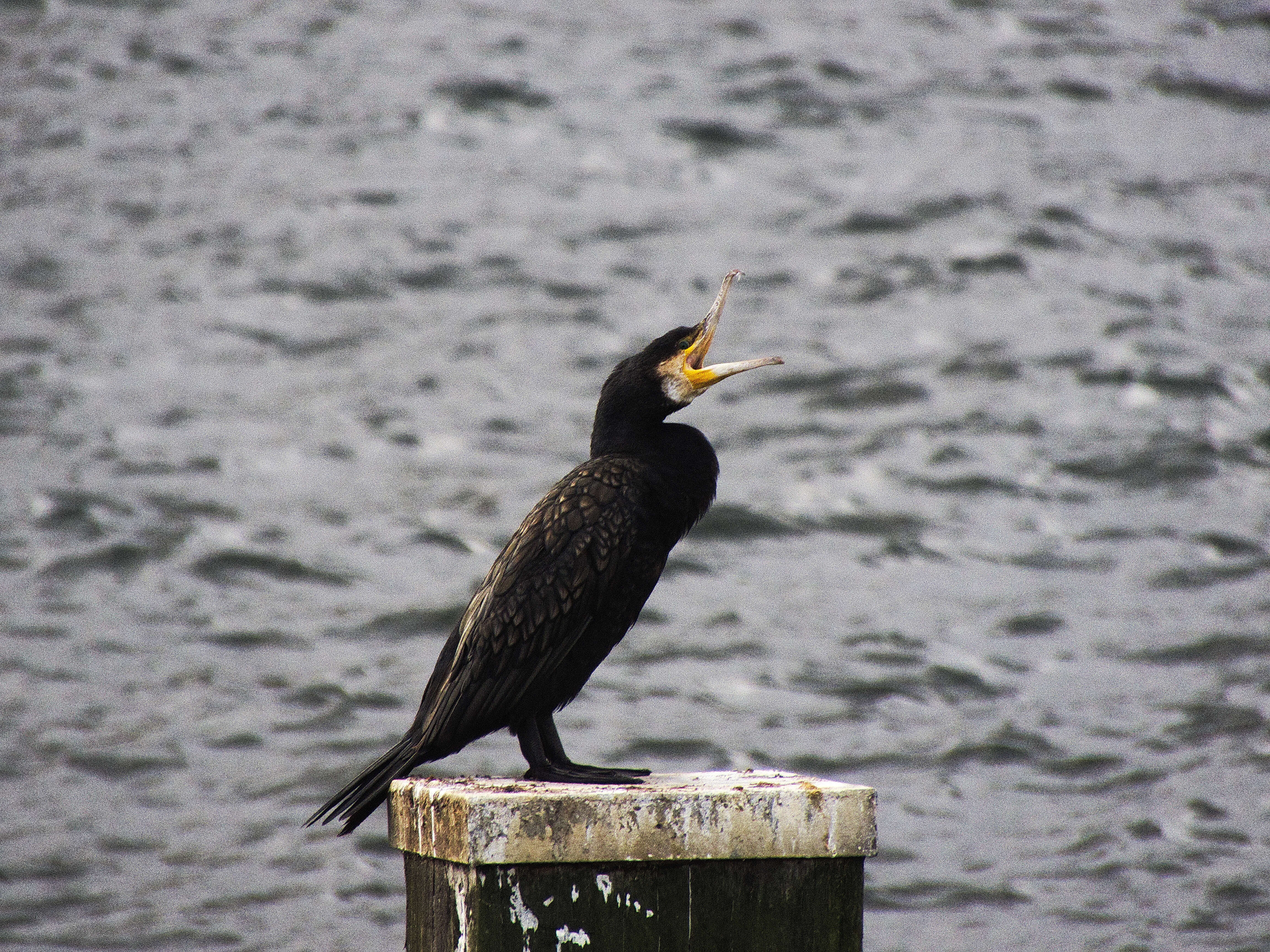 Image of Double-crested Cormorant