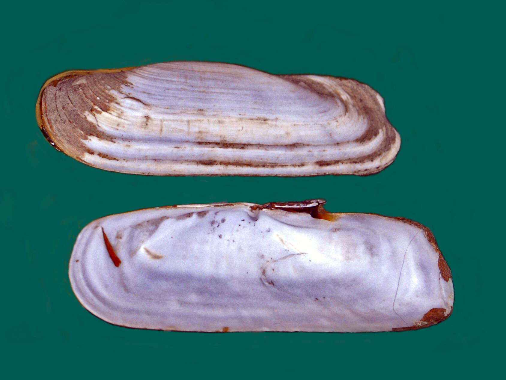Image of Tagelus californianus (Conrad 1837)