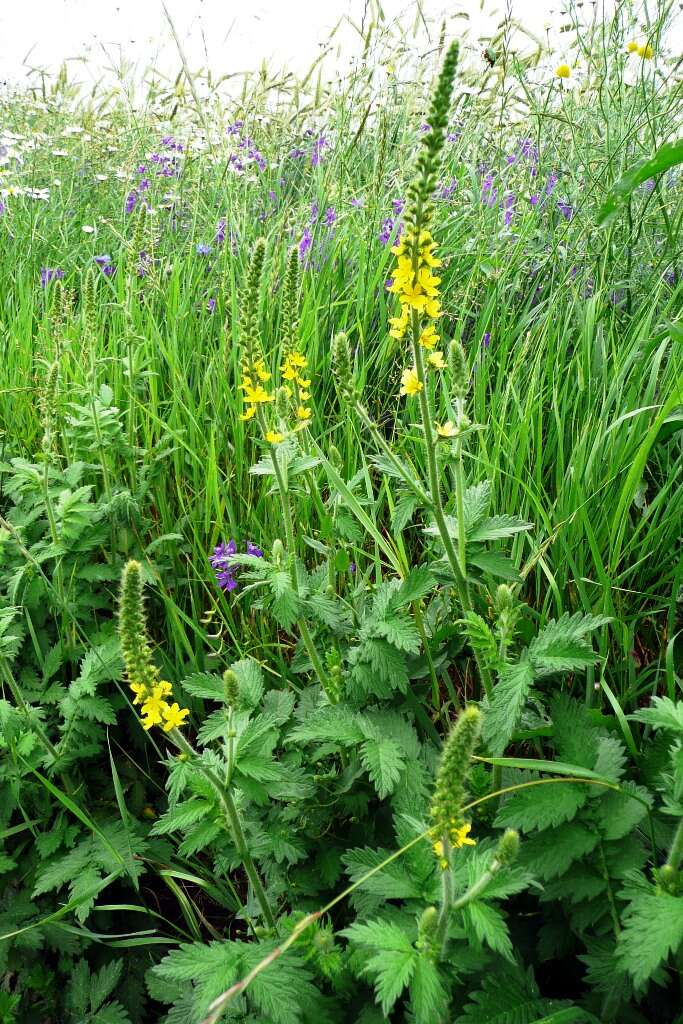 Image of Agrimony