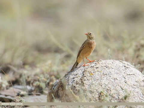 Image of Grey-necked Bunting