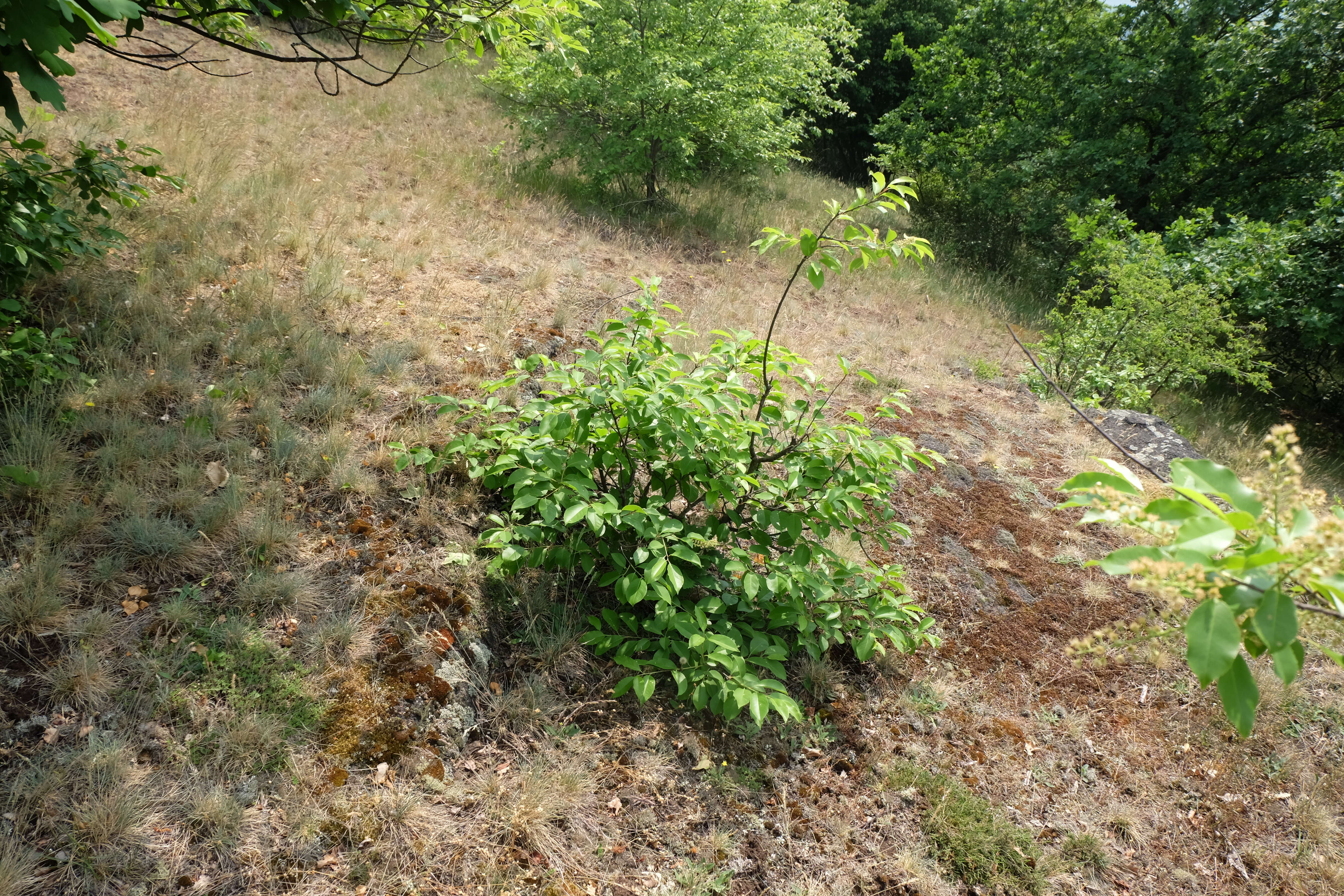 Image of black cherry