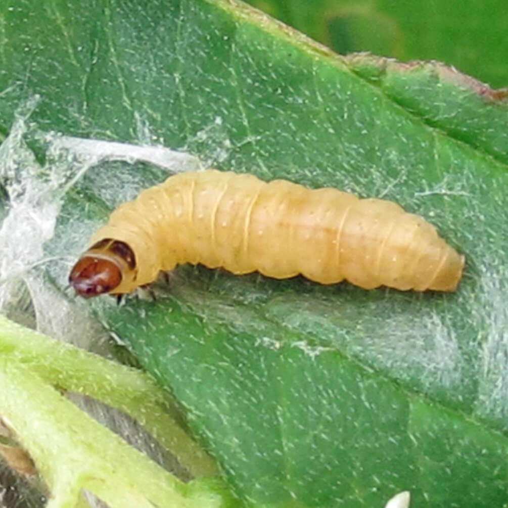 Image of Oblique-banded Leafroller