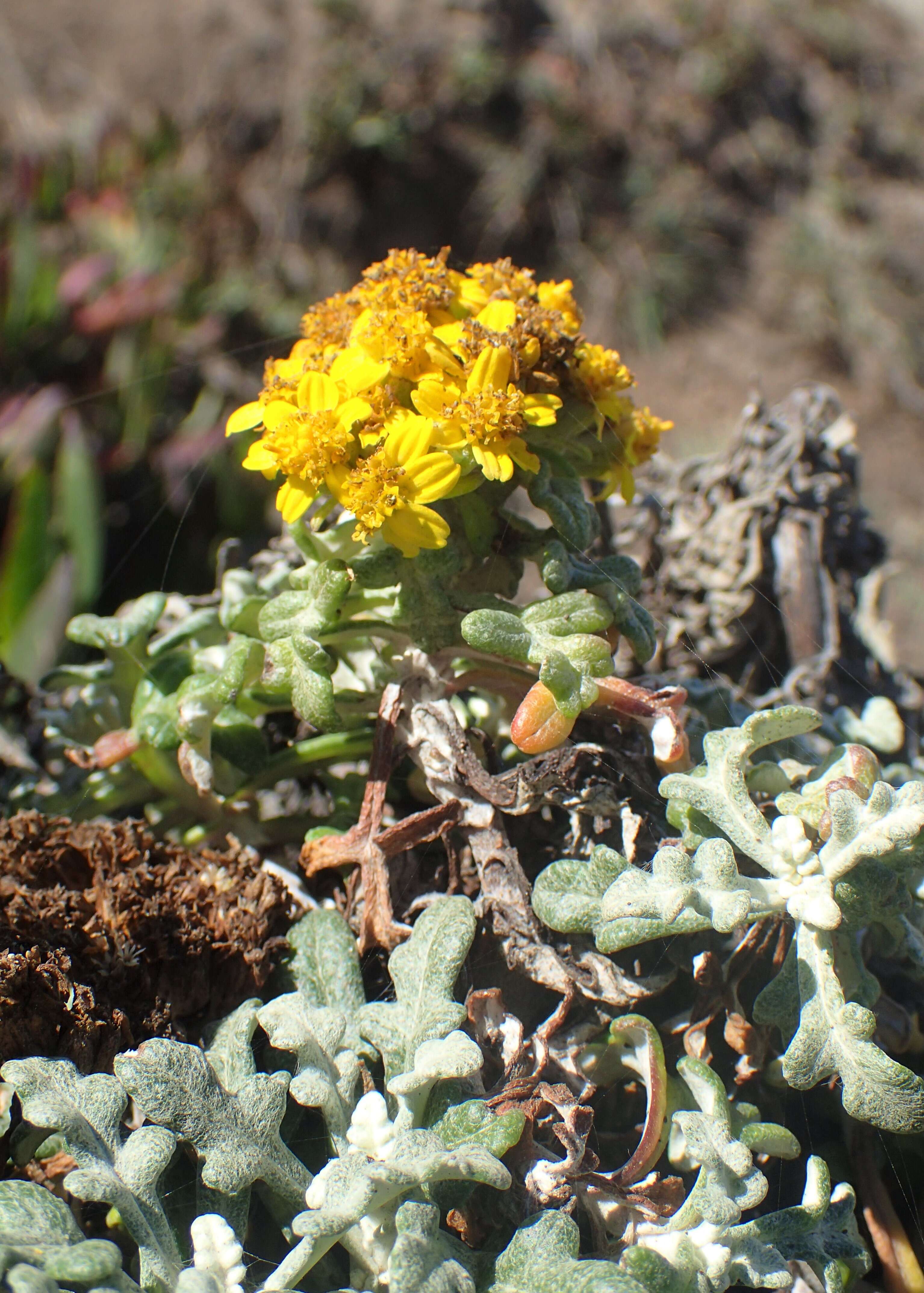 Image of seaside woolly sunflower