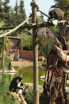 Image of Lesser Spot-nosed Guenon