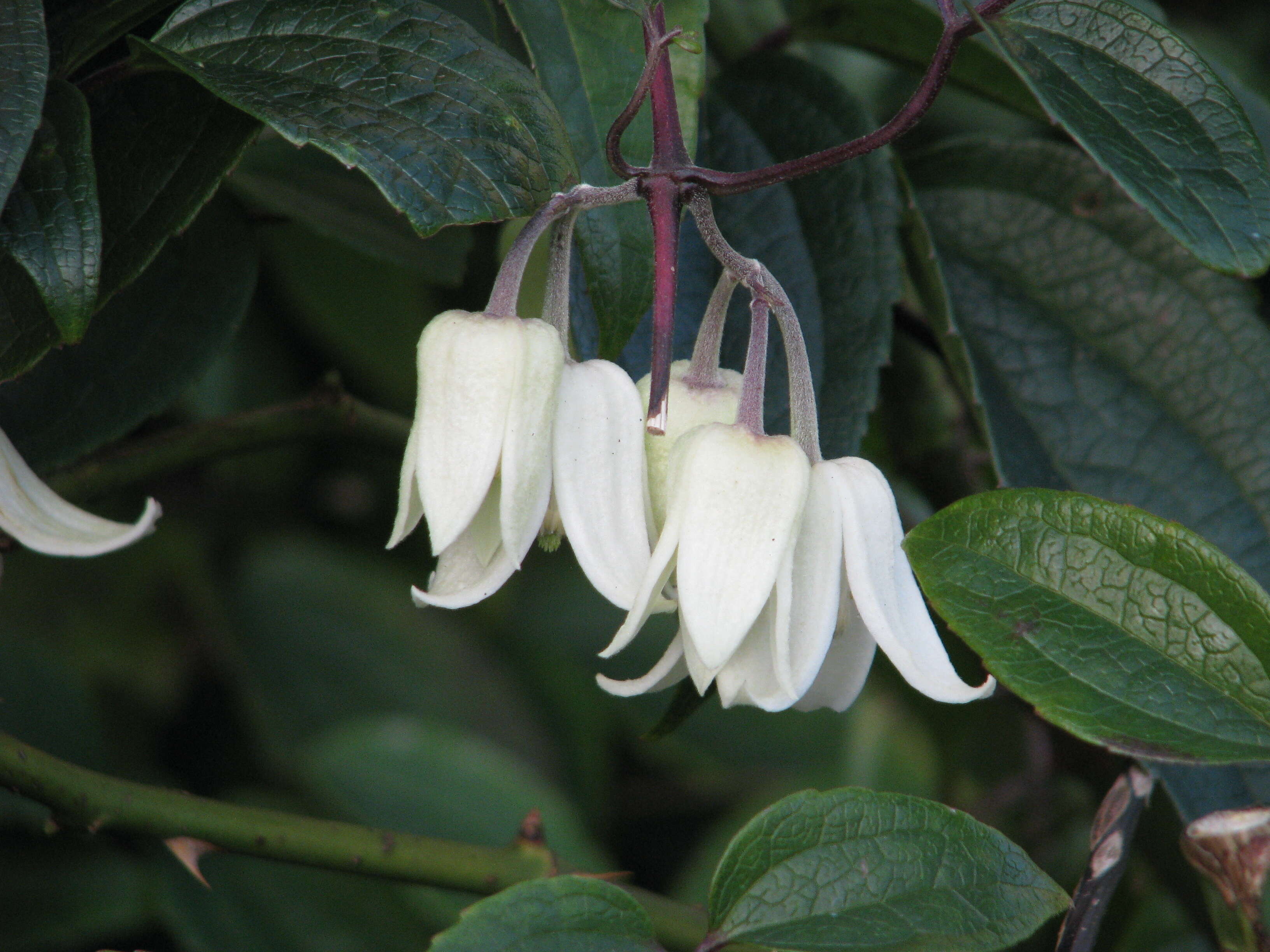 Image of Clematis urophylla Franch.