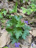 Слика од Viola subsinuata (Greene) Greene