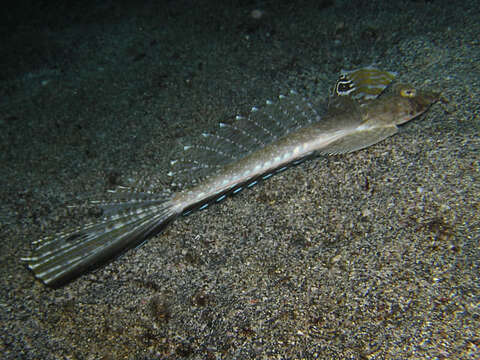 Image of Dragonet