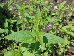 Image of Canada germander