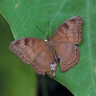 Image of chocolate pansy