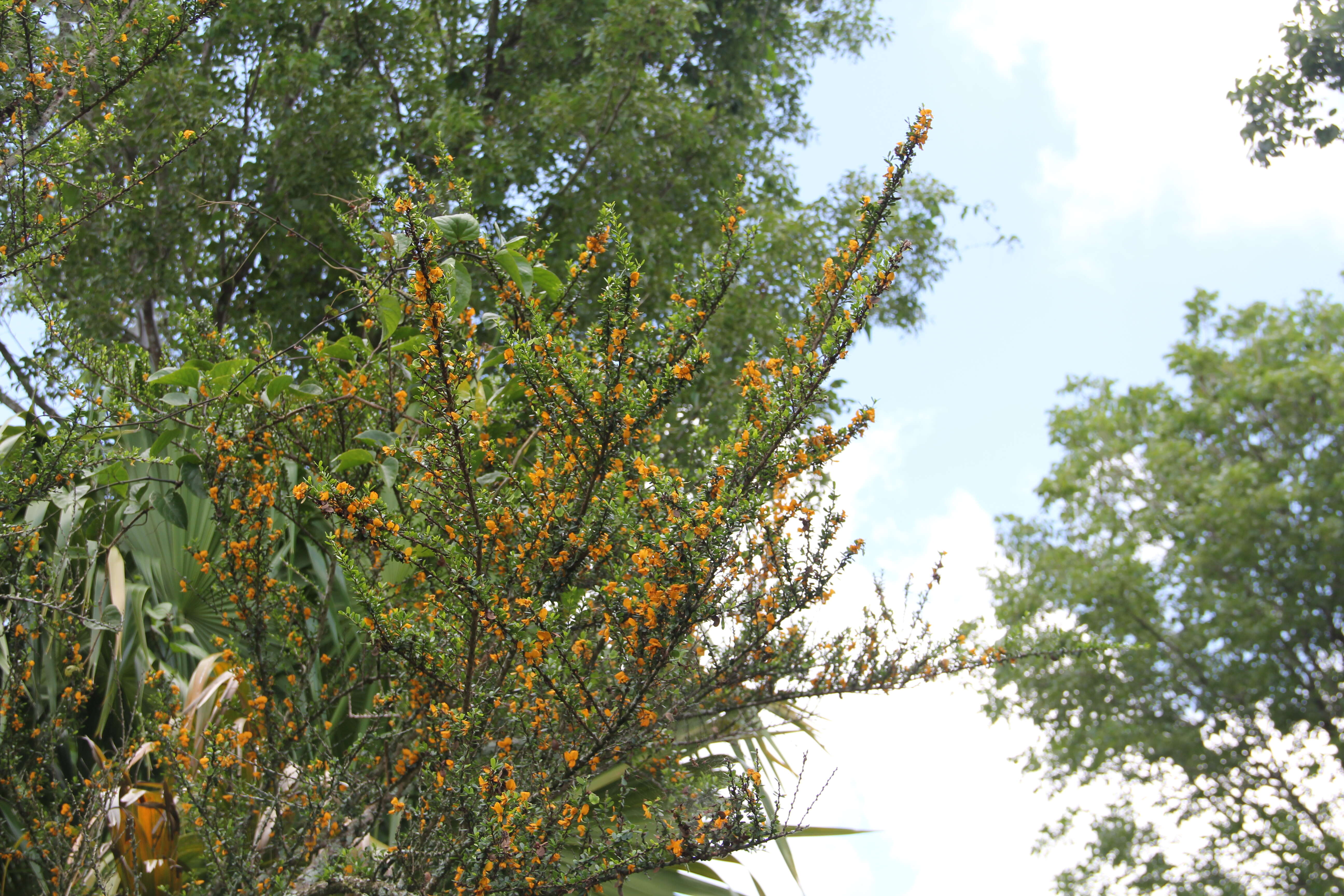 Image of West indian ebony