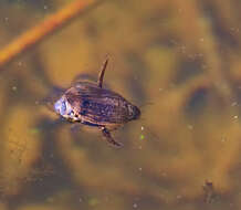 Image of Grooved Diving Beetle