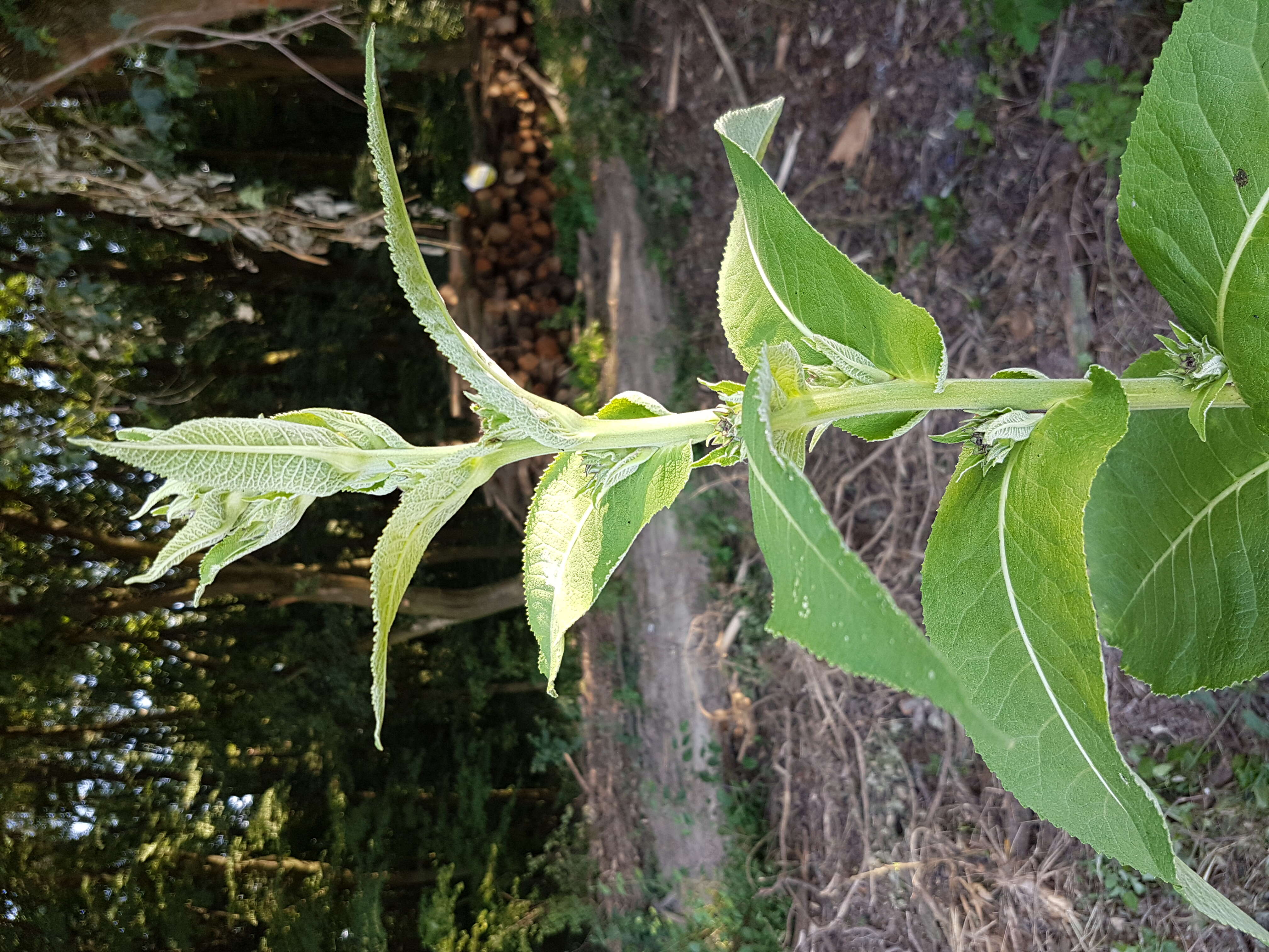 Inula helenium L. resmi