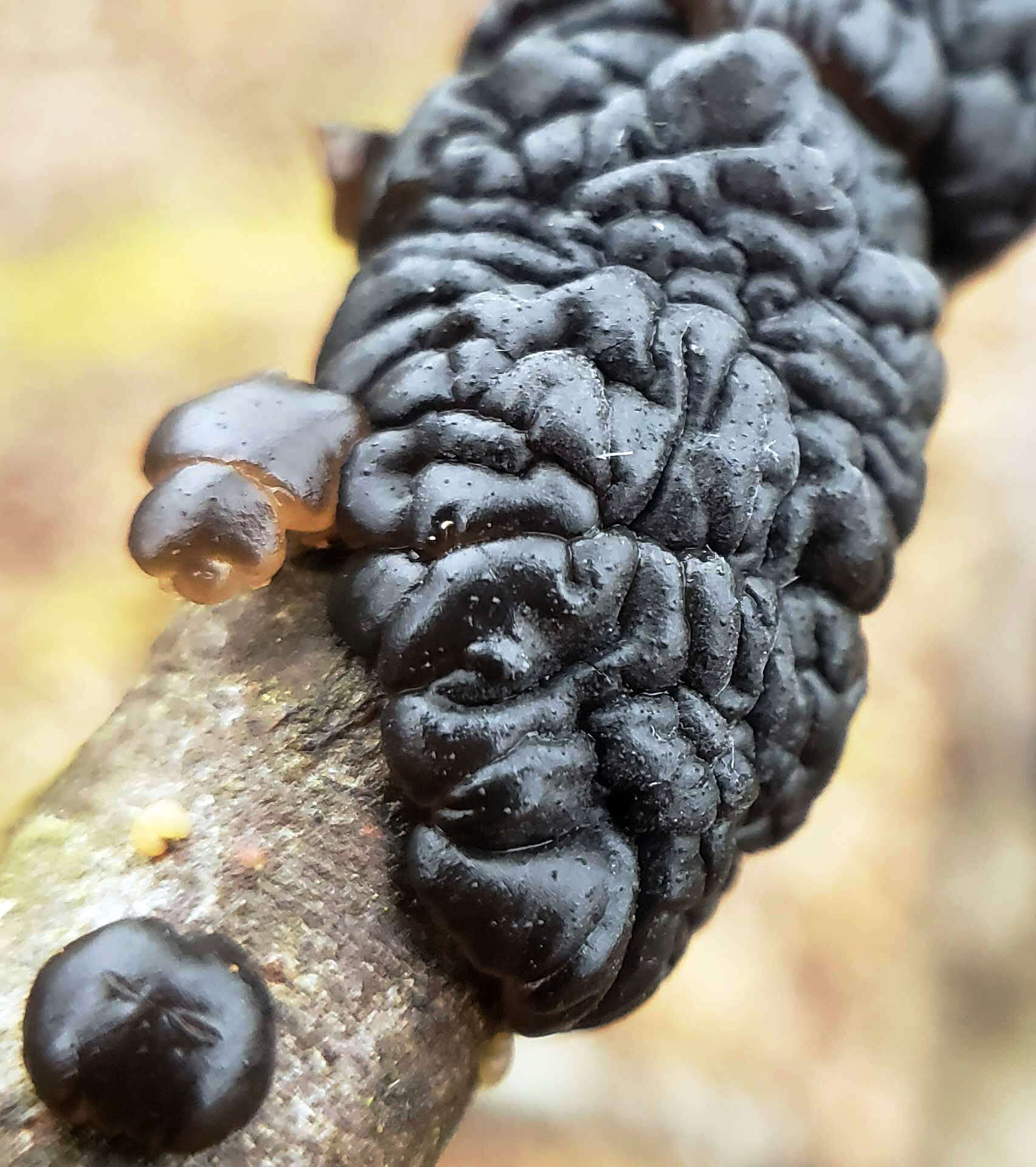 Image of Black Witches' Butter