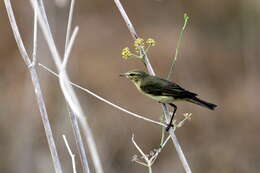 Image of Common Chiffchaff