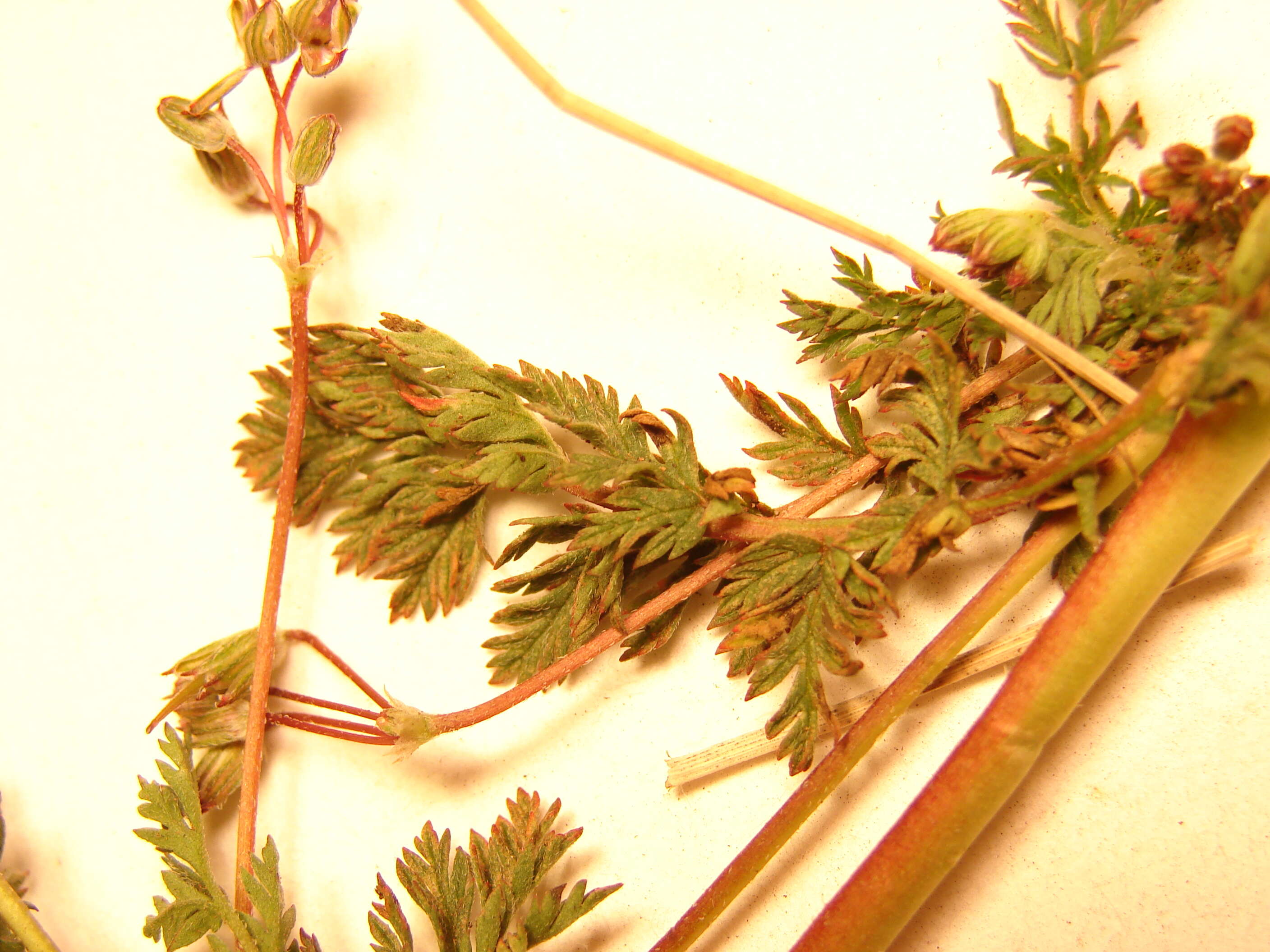 Image of Common Stork's-bill