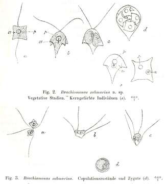 Image of Brachiomonas Bohlin 1897