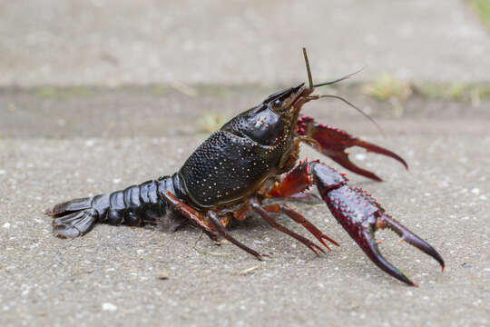 Imagem de Procambarus clarkii