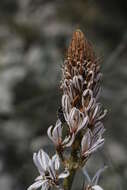 Image of White asphodel