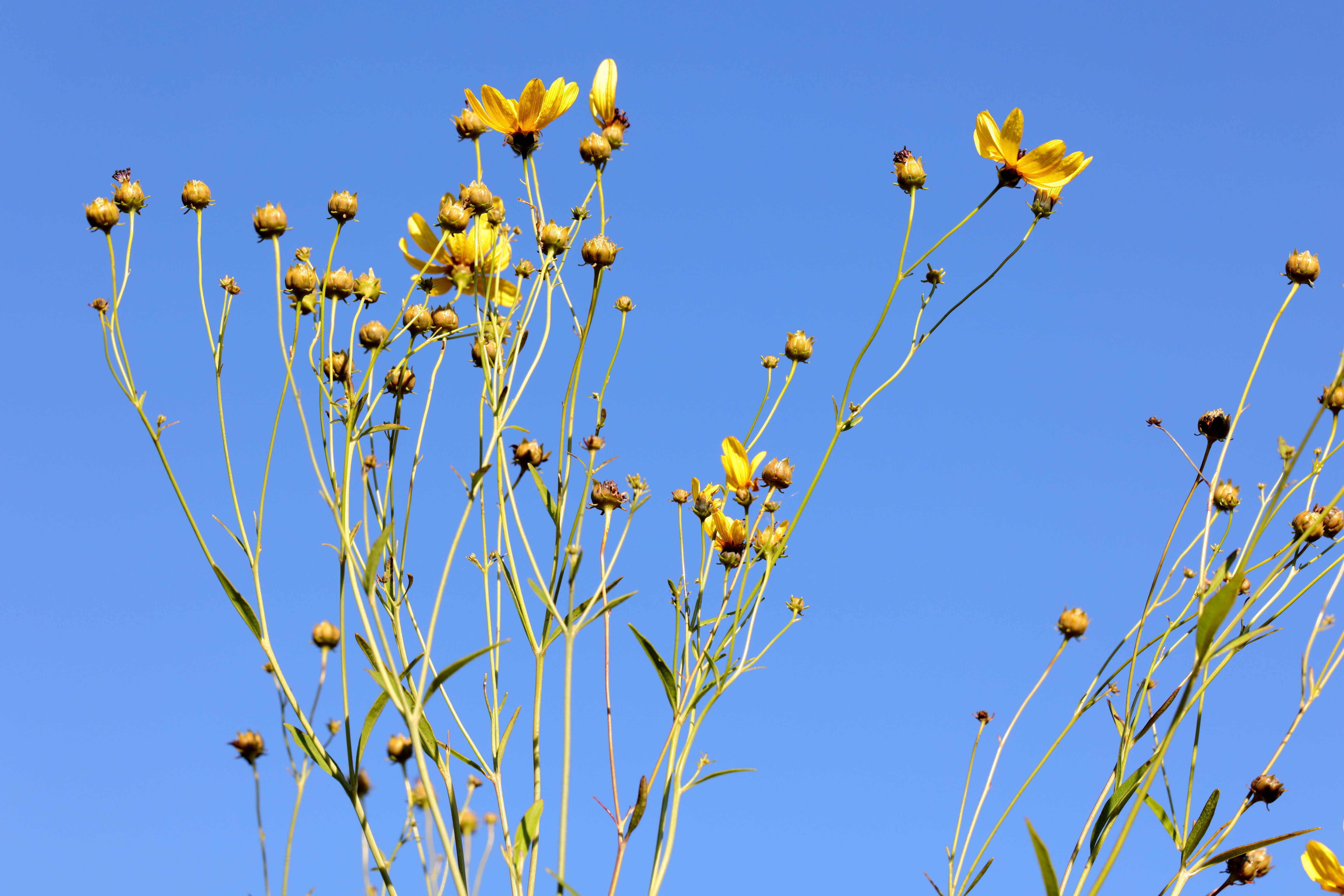 Image of tall tickseed