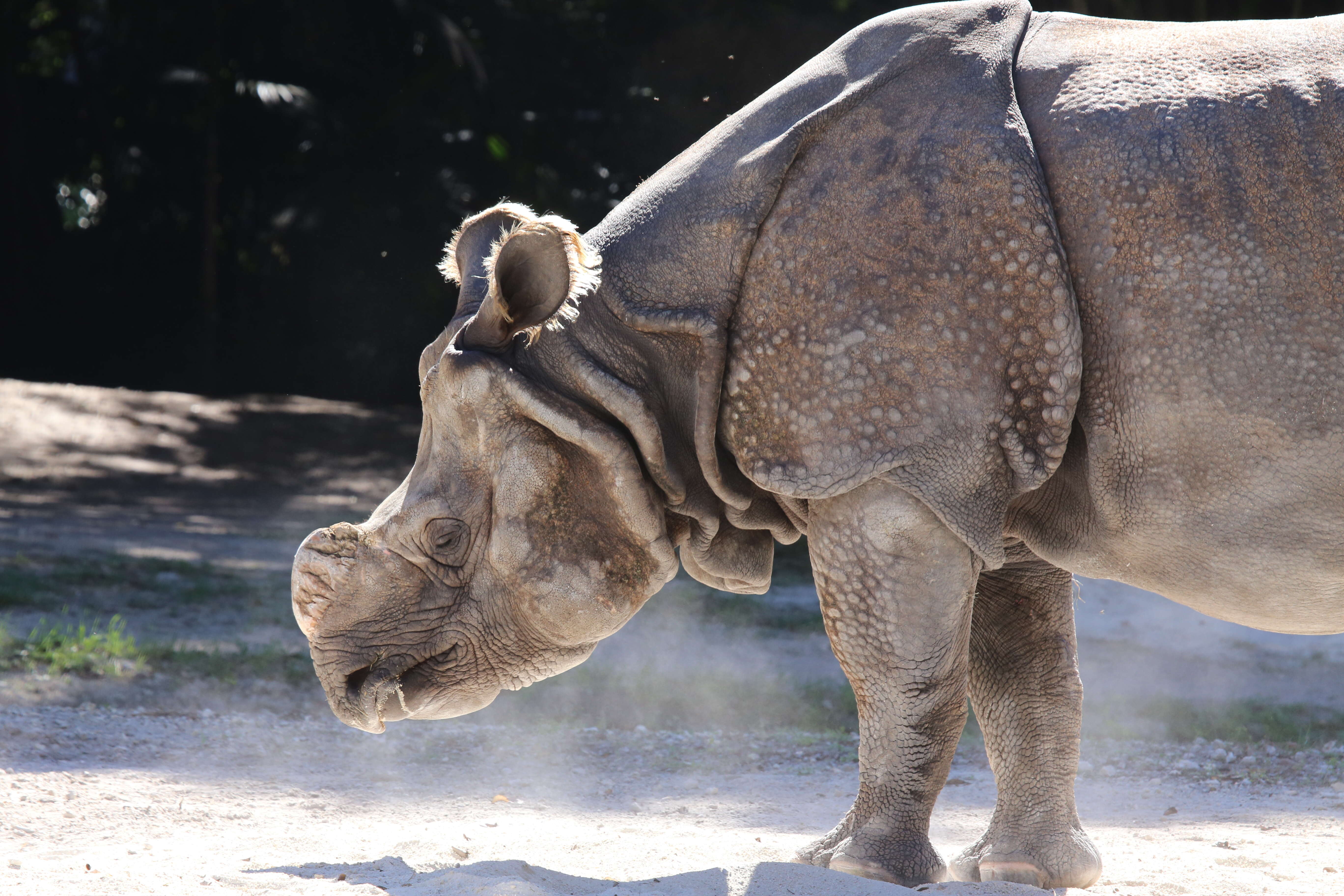 Image of Indian Rhinoceros