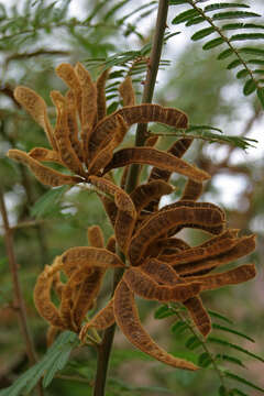 Image of Sensitive weed