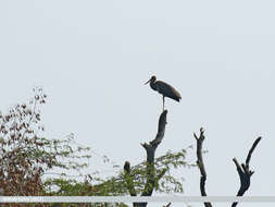 Image of Black Stork