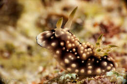 Image of Geometric brown headflapper slug