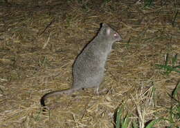 Sivun Bettongia tropica Wakefield 1967 kuva