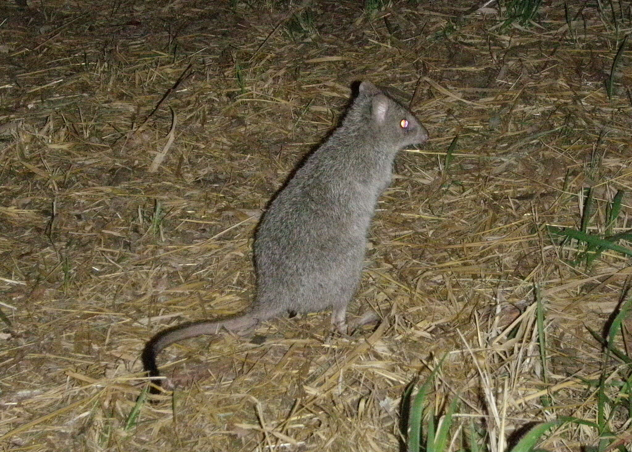 Image of Northern Bettong