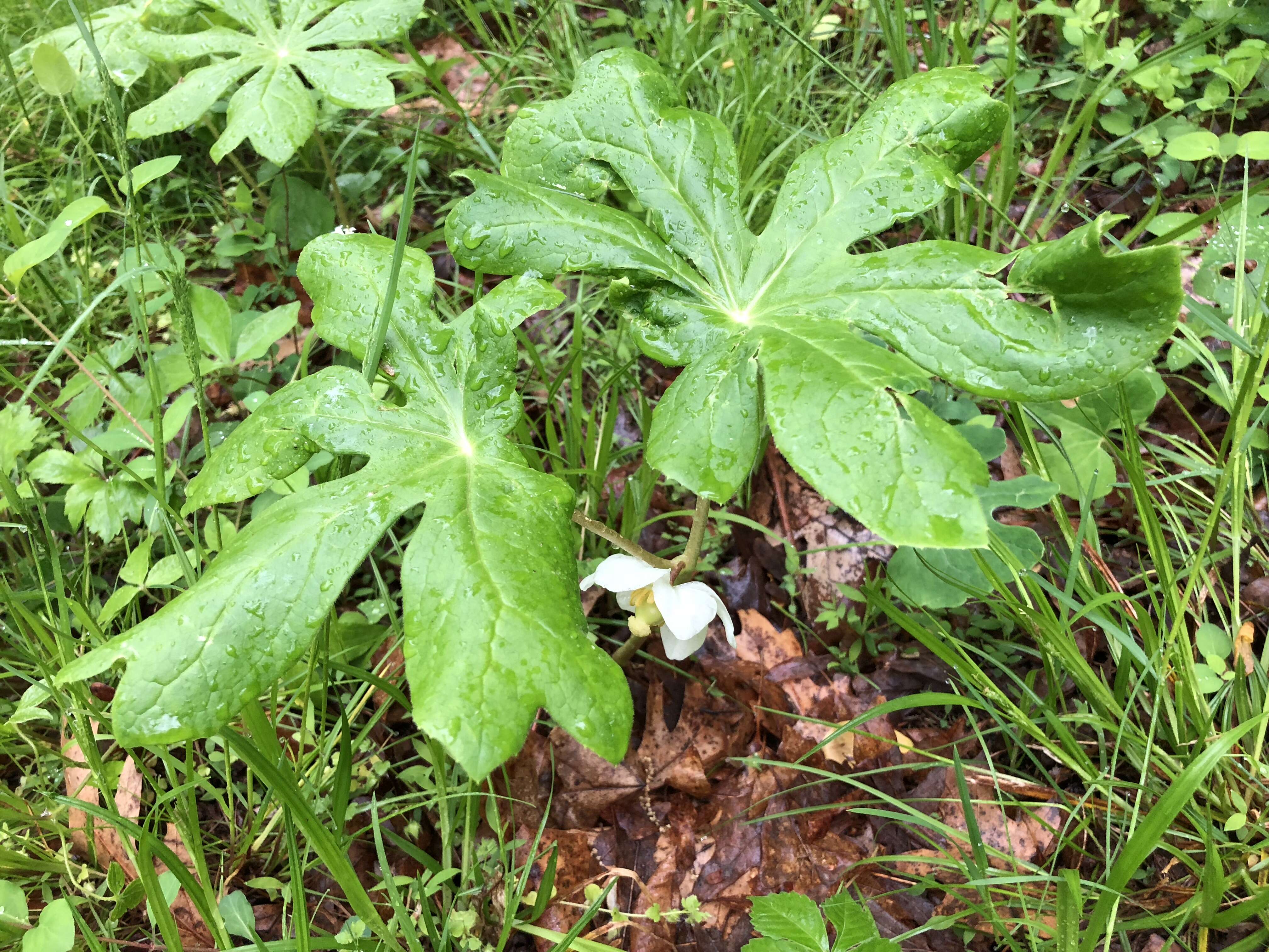 Image of mayapple