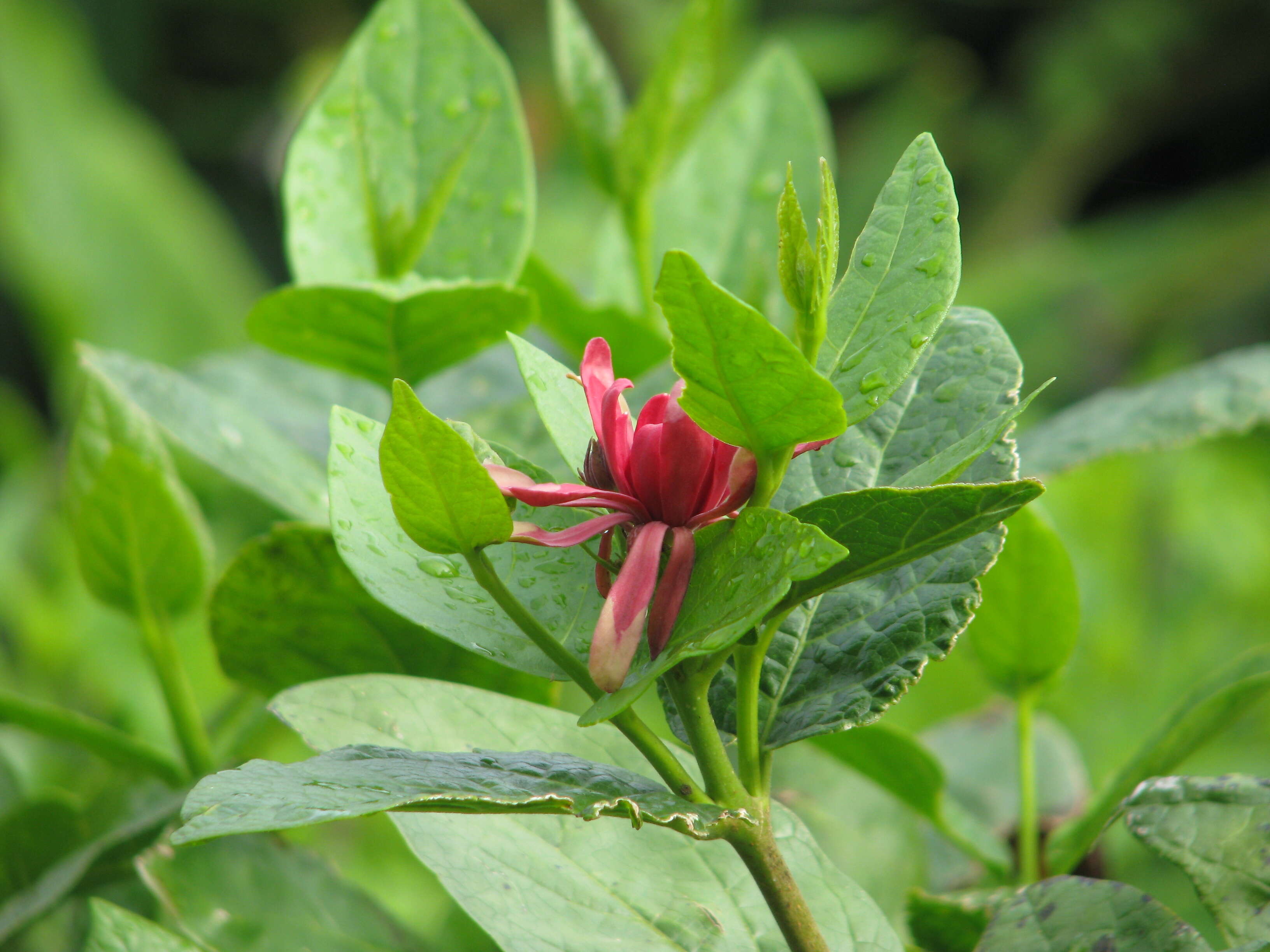 Image de Calycanthus occidentalis Hook. & Arn.