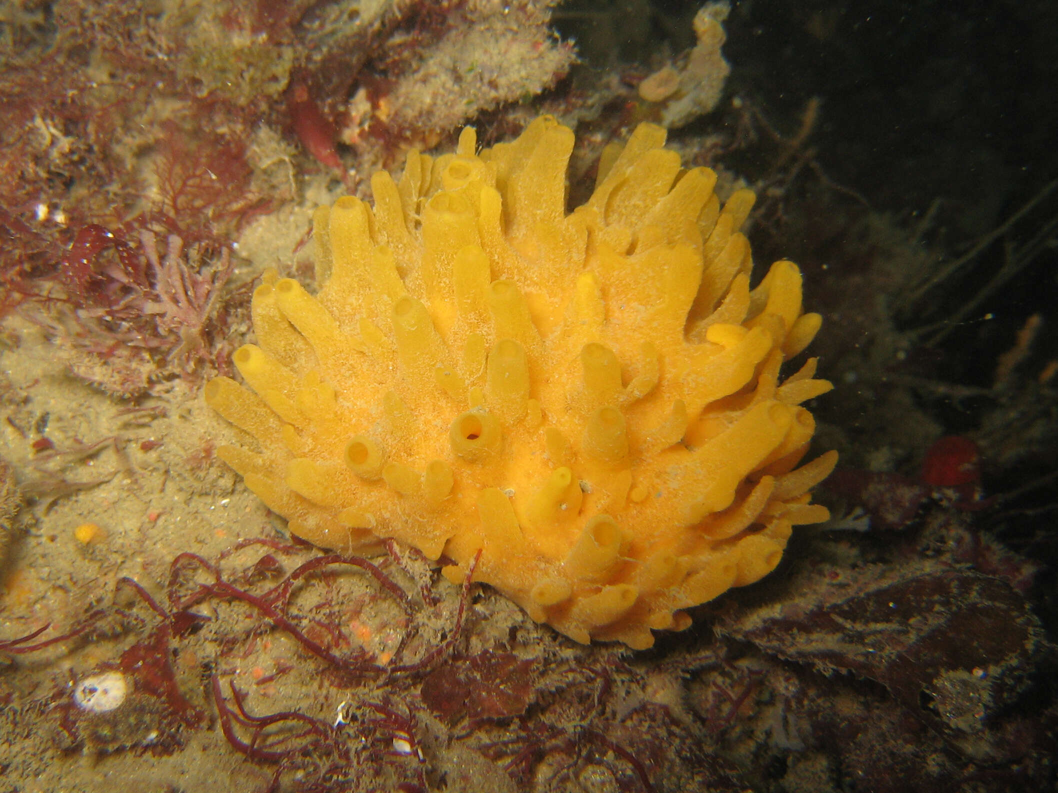 Image of massive horny sponge