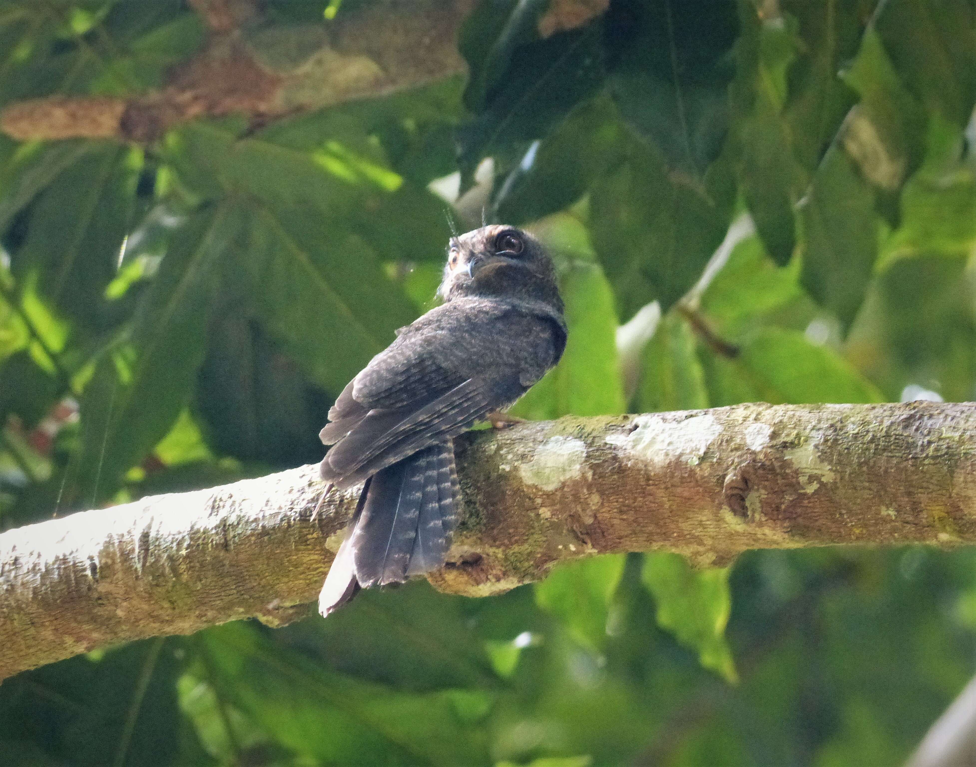 Image of Barred Owlet-nightjar