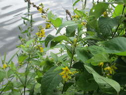 Image of Yellow Loosestrife