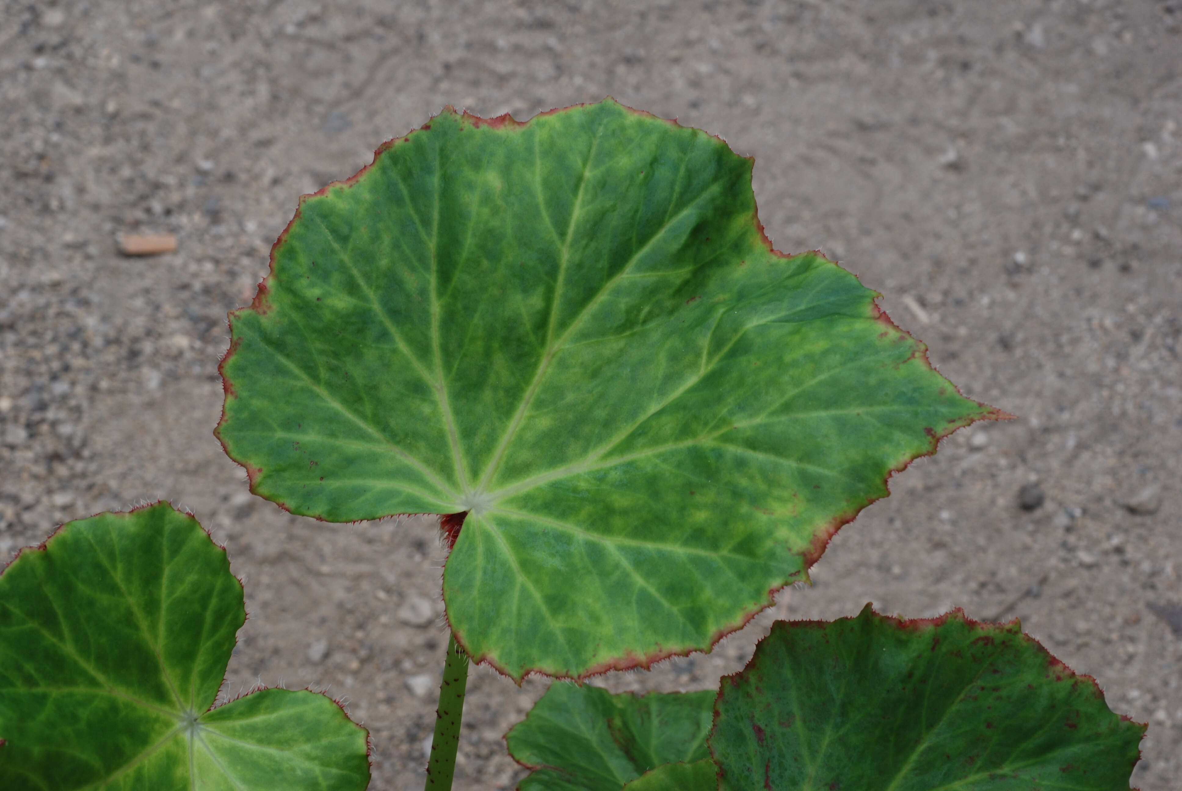 Слика од Begonia manicata Brongn.